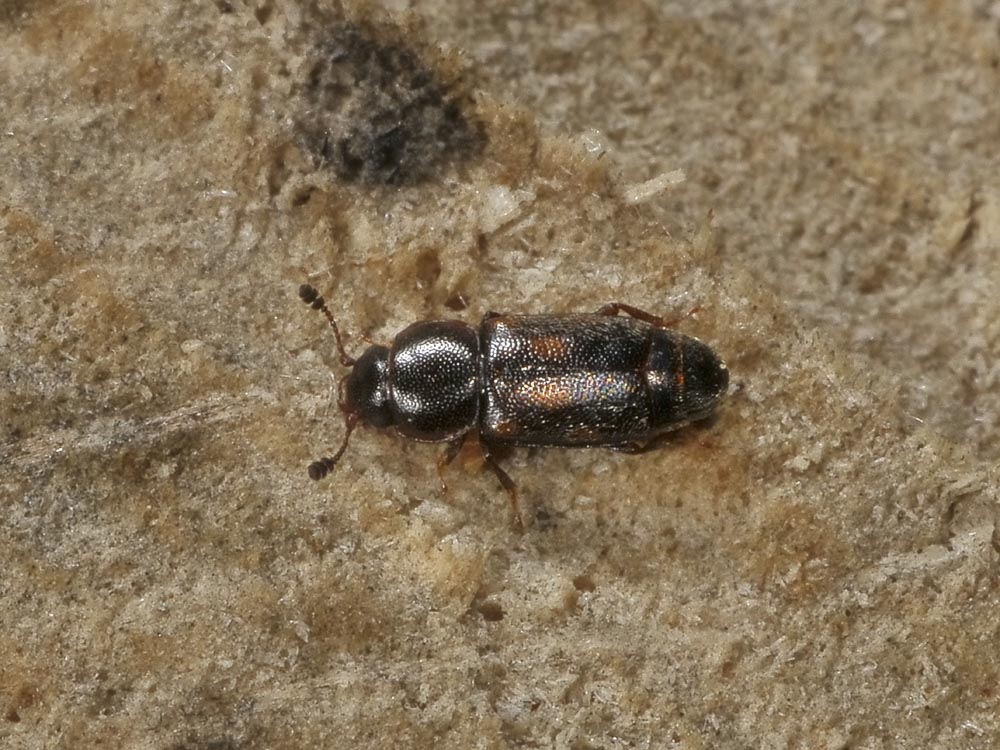 Carpophilus cfr. sexpustulatus